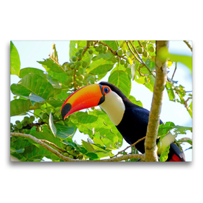 Premium Textil-Leinwand 75 x 50 cm Quer-Format Riesentukan (Ramphastos Toco) | Wandbild, HD-Bild auf Keilrahmen, Fertigbild auf hochwertigem Vlies, Leinwanddruck von © viaje.ch