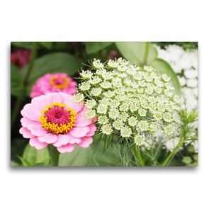 Premium Textil-Leinwand 75 x 50 cm Quer-Format Rosa Zinnien mit Wilder Möhre | Wandbild, HD-Bild auf Keilrahmen, Fertigbild auf hochwertigem Vlies, Leinwanddruck von Gisela Kruse