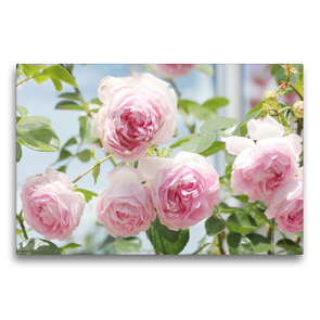 Premium Textil-Leinwand 75 x 50 cm Quer-Format Rose ‚Jasmina‘ | Wandbild, HD-Bild auf Keilrahmen, Fertigbild auf hochwertigem Vlies, Leinwanddruck von Gisela Kruse