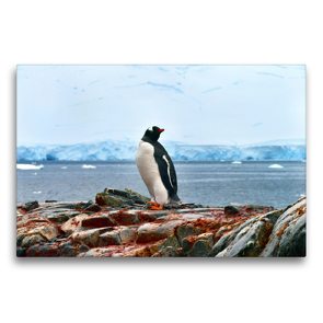 Premium Textil-Leinwand 75 x 50 cm Quer-Format Rotschnabelpinguin, Damoy Point, Tierparadies Südpolarmeer | Wandbild, HD-Bild auf Keilrahmen, Fertigbild auf hochwertigem Vlies, Leinwanddruck von Manfred Bergermann