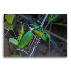 Premium Textil-Leinwand 75 x 50 cm Quer-Format Rotschwanz-Glanzvogel, Galbula ruficauda | Wandbild, HD-Bild auf Keilrahmen, Fertigbild auf hochwertigem Vlies, Leinwanddruck von Jürgen Wöhlke