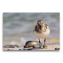 Premium Textil-Leinwand 75 x 50 cm Quer-Format Sanderling – Calidris alba | Wandbild, HD-Bild auf Keilrahmen, Fertigbild auf hochwertigem Vlies, Leinwanddruck von Janita Webeler