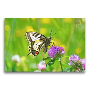 Premium Textil-Leinwand 75 x 50 cm Quer-Format Schmetterlinge in Europa | Wandbild, HD-Bild auf Keilrahmen, Fertigbild auf hochwertigem Vlies, Leinwanddruck von GUGIGEI