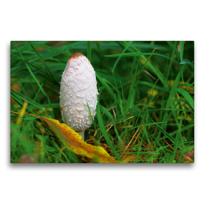 Premium Textil-Leinwand 75 x 50 cm Quer-Format Schopf Tintling bot. Coprinus comatus | Wandbild, HD-Bild auf Keilrahmen, Fertigbild auf hochwertigem Vlies, Leinwanddruck von Avianaarts Design Fotografie by Tanja Riedel