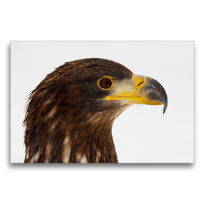 Premium Textil-Leinwand 75 x 50 cm Quer-Format Seeadler – Haliaeetus albicilla | Wandbild, HD-Bild auf Keilrahmen, Fertigbild auf hochwertigem Vlies, Leinwanddruck von Dirk Grasse