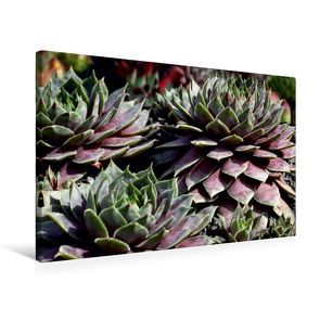 Premium Textil-Leinwand 75 x 50 cm Quer-Format Sempervivum Emma | Wandbild, HD-Bild auf Keilrahmen, Fertigbild auf hochwertigem Vlies, Leinwanddruck von Martina Cross von Cross,  Martina