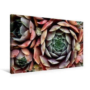 Premium Textil-Leinwand 75 x 50 cm Quer-Format Sempervivum Feldmeier | Wandbild, HD-Bild auf Keilrahmen, Fertigbild auf hochwertigem Vlies, Leinwanddruck von Martina Cross von Cross,  Martina