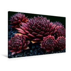 Premium Textil-Leinwand 75 x 50 cm Quer-Format Sempervivum Gabrielle | Wandbild, HD-Bild auf Keilrahmen, Fertigbild auf hochwertigem Vlies, Leinwanddruck von Martina Cross von Cross,  Martina