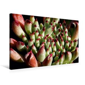 Premium Textil-Leinwand 75 x 50 cm Quer-Format Sempervivum Grigg’s Surprise | Wandbild, HD-Bild auf Keilrahmen, Fertigbild auf hochwertigem Vlies, Leinwanddruck von Martina Cross von Cross,  Martina