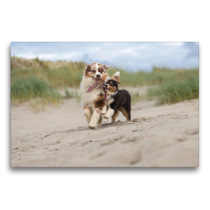 Premium Textil-Leinwand 75 x 50 cm Quer-Format Australian Shepherds am Strand | Wandbild, HD-Bild auf Keilrahmen, Fertigbild auf hochwertigem Vlies, Leinwanddruck von Annett Mirsberger tierpfoto