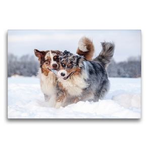 Premium Textil-Leinwand 75 x 50 cm Quer-Format Australian Shepherds haben Spaß im Schnee | Wandbild, HD-Bild auf Keilrahmen, Fertigbild auf hochwertigem Vlies, Leinwanddruck von Annett Mirsberger www.tierpfoto.de