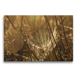 Premium Textil-Leinwand 75 x 50 cm Quer-Format Spinnennetz mit Tautropfen | Wandbild, HD-Bild auf Keilrahmen, Fertigbild auf hochwertigem Vlies, Leinwanddruck von Meditationen von Martina Haunert www.diekraftderseele.de und Fotografien von Doris Müller www.dm-fotokurs.com