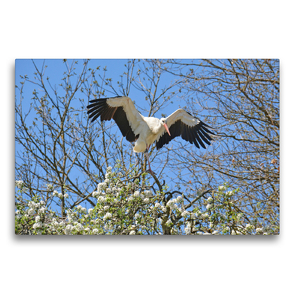 Premium Textil-Leinwand 75 x 50 cm Quer-Format Storch im Frühling | Wandbild, HD-Bild auf Keilrahmen, Fertigbild auf hochwertigem Vlies, Leinwanddruck von GUGIGEI