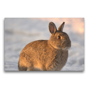 Premium Textil-Leinwand 75 x 50 cm Quer-Format Süßes Wildkaninchen | Wandbild, HD-Bild auf Keilrahmen, Fertigbild auf hochwertigem Vlies, Leinwanddruck von Kevin Andreas Lederle