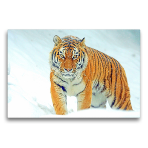 Premium Textil-Leinwand 75 x 50 cm Quer-Format Tiger. Ein Prachtkerl im Winter | Wandbild, HD-Bild auf Keilrahmen, Fertigbild auf hochwertigem Vlies, Leinwanddruck von Rose Hurley