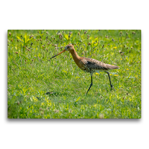 Premium Textil-Leinwand 75 x 50 cm Quer-Format Uferschnepfe (Limosa limosa) im Prachtkleid. | Wandbild, HD-Bild auf Keilrahmen, Fertigbild auf hochwertigem Vlies, Leinwanddruck von Arne Wünsche