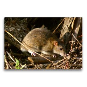 Premium Textil-Leinwand 75 x 50 cm Quer-Format Wanderratte (Rattus norvegicus) | Wandbild, HD-Bild auf Keilrahmen, Fertigbild auf hochwertigem Vlies, Leinwanddruck von kattobello