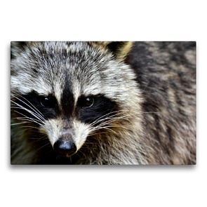 Premium Textil-Leinwand 75 x 50 cm Quer-Format Waschbär – Foto Jean-Louis Glineur | Wandbild, HD-Bild auf Keilrahmen, Fertigbild auf hochwertigem Vlies, Leinwanddruck von Jean-Louis Glineur