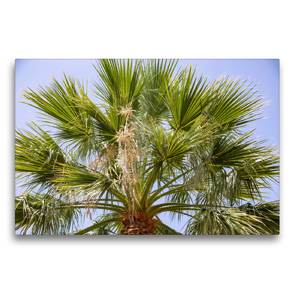 Premium Textil-Leinwand 75 x 50 cm Quer-Format Washingtonpalme, Washingtonia robusta | Wandbild, HD-Bild auf Keilrahmen, Fertigbild auf hochwertigem Vlies, Leinwanddruck von Hanna Wagner