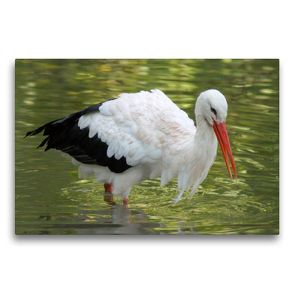 Premium Textil-Leinwand 75 x 50 cm Quer-Format Weißstorch beim Fischen | Wandbild, HD-Bild auf Keilrahmen, Fertigbild auf hochwertigem Vlies, Leinwanddruck von kattobello