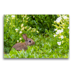 Premium Textil-Leinwand 75 x 50 cm Quer-Format Wildkaninchen – Oryctolagus cuniculus | Wandbild, HD-Bild auf Keilrahmen, Fertigbild auf hochwertigem Vlies, Leinwanddruck von Janita Webeler