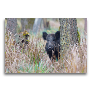 Premium Textil-Leinwand 75 x 50 cm Quer-Format Wildschwein in heimischer Natur | Wandbild, HD-Bild auf Keilrahmen, Fertigbild auf hochwertigem Vlies, Leinwanddruck von Michael Breuer