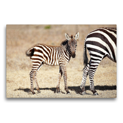 Premium Textil-Leinwand 75 x 50 cm Quer-Format Zebrababy | Wandbild, HD-Bild auf Keilrahmen, Fertigbild auf hochwertigem Vlies, Leinwanddruck von Michael und Yvonne Herzog