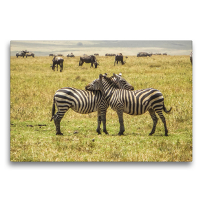 Premium Textil-Leinwand 75 x 50 cm Quer-Format Zebras in Kenia | Wandbild, HD-Bild auf Keilrahmen, Fertigbild auf hochwertigem Vlies, Leinwanddruck von Michael Zech Fotografie