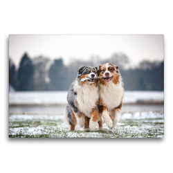 Premium Textil-Leinwand 75 x 50 cm Quer-Format Australian Shepherds haben Spaß beim spielen zu zweit | Wandbild, HD-Bild auf Keilrahmen, Fertigbild auf hochwertigem Vlies, Leinwanddruck von Annett Mirsberger