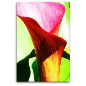 Premium Textil-Leinwand 80 x 120 cm Hoch-Format Calla | Wandbild, HD-Bild auf Keilrahmen, Fertigbild auf hochwertigem Vlies, Leinwanddruck von photografie-iam.ch