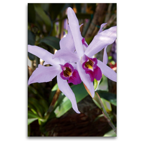 Premium Textil-Leinwand 80 x 120 cm Hoch-Format Cattleya percivaliana | Wandbild, HD-Bild auf Keilrahmen, Fertigbild auf hochwertigem Vlies, Leinwanddruck von Veronika Rix