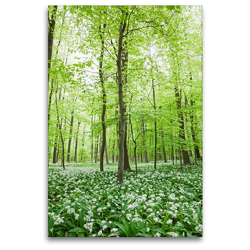 Premium Textil-Leinwand 80 x 120 cm Hoch-Format Eifel – Glücklicher Bärlauchwald | Wandbild, HD-Bild auf Keilrahmen, Fertigbild auf hochwertigem Vlies, Leinwanddruck von N N