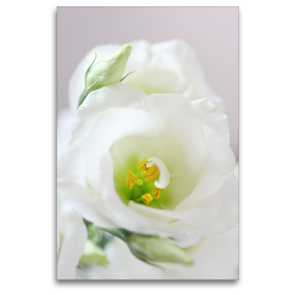 Premium Textil-Leinwand 80 x 120 cm Hoch-Format Eustoma | Wandbild, HD-Bild auf Keilrahmen, Fertigbild auf hochwertigem Vlies, Leinwanddruck von Gisela Kruse