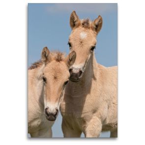 Premium Textil-Leinwand 80 x 120 cm Hoch-Format Fohlen | Wandbild, HD-Bild auf Keilrahmen, Fertigbild auf hochwertigem Vlies, Leinwanddruck von Meike Bölts