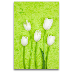 Premium Textil-Leinwand 80 x 120 cm Hoch-Format Französiche Tulpen | Wandbild, HD-Bild auf Keilrahmen, Fertigbild auf hochwertigem Vlies, Leinwanddruck von Gaby Wojciech