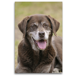 Premium Textil-Leinwand 80 x 120 cm Hoch-Format Labrador Kurzhaar Mix Attila, 14 Jahre | Wandbild, HD-Bild auf Keilrahmen, Fertigbild auf hochwertigem Vlies, Leinwanddruck von Peter Faber