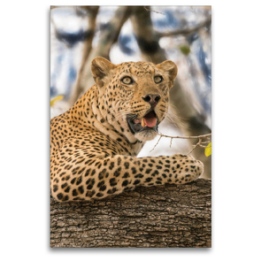 Premium Textil-Leinwand 80 x 120 cm Hoch-Format Leopard | Wandbild, HD-Bild auf Keilrahmen, Fertigbild auf hochwertigem Vlies, Leinwanddruck von Bruno Pohl