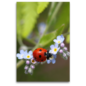 Premium Textil-Leinwand 80 x 120 cm Hoch-Format Marienkäfer auf Vergissmeinnicht | Wandbild, HD-Bild auf Keilrahmen, Fertigbild auf hochwertigem Vlies, Leinwanddruck von Gisela Kruse