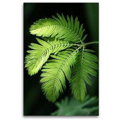 Premium Textil-Leinwand 80 x 120 cm Hoch-Format Mimosa pudica, Schamhafte Sinnpflanze | Wandbild, HD-Bild auf Keilrahmen, Fertigbild auf hochwertigem Vlies, Leinwanddruck von Gisela Kruse