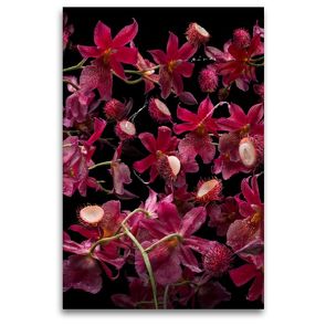 Premium Textil-Leinwand 80 x 120 cm Hoch-Format Orchidea rambutana | Wandbild, HD-Bild auf Keilrahmen, Fertigbild auf hochwertigem Vlies, Leinwanddruck von Olaf Bruhn