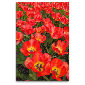 Premium Textil-Leinwand 80 x 120 cm Hoch-Format Rote Darwin-Tulpen | Wandbild, HD-Bild auf Keilrahmen, Fertigbild auf hochwertigem Vlies, Leinwanddruck von Eugeniya Kareva