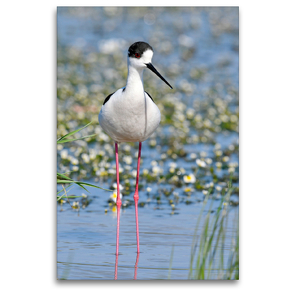 Premium Textil-Leinwand 80 x 120 cm Hoch-Format Stelzenläufer – Himantopus himantopus | Wandbild, HD-Bild auf Keilrahmen, Fertigbild auf hochwertigem Vlies, Leinwanddruck von Benny Trapp