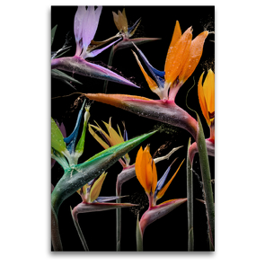 Premium Textil-Leinwand 80 x 120 cm Hoch-Format Strelitzia pastinaca | Wandbild, HD-Bild auf Keilrahmen, Fertigbild auf hochwertigem Vlies, Leinwanddruck von Olaf Bruhn