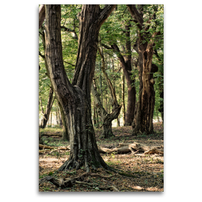 Premium Textil-Leinwand 80 x 120 cm Hoch-Format Walderlebnispfad, Bad Bentheim | Wandbild, HD-Bild auf Keilrahmen, Fertigbild auf hochwertigem Vlies, Leinwanddruck von Michael Bücker