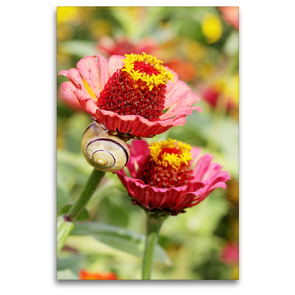 Premium Textil-Leinwand 80 x 120 cm Hoch-Format Zwei Zinnien mit Schneckenbesuch | Wandbild, HD-Bild auf Keilrahmen, Fertigbild auf hochwertigem Vlies, Leinwanddruck von Gisela Kruse