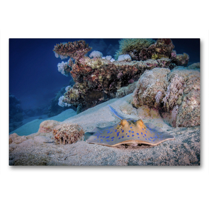 Premium Textil-Leinwand 90 x 60 cm Quer-Format Ägypten Blaupunktrochen | Wandbild, HD-Bild auf Keilrahmen, Fertigbild auf hochwertigem Vlies, Leinwanddruck von Sven Riewe