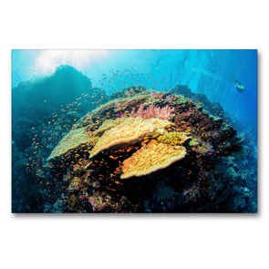 Premium Textil-Leinwand 90 x 60 cm Quer-Format Ägypten Elphinstone Riff | Wandbild, HD-Bild auf Keilrahmen, Fertigbild auf hochwertigem Vlies, Leinwanddruck von Sven Riewe
