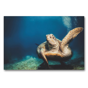 Premium Textil-Leinwand 90 x 60 cm Quer-Format Ägypten Meeresschildkröte | Wandbild, HD-Bild auf Keilrahmen, Fertigbild auf hochwertigem Vlies, Leinwanddruck von Sven Riewe
