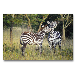 Premium Textil-Leinwand 90 x 60 cm Quer-Format Zebras | Wandbild, HD-Bild auf Keilrahmen, Fertigbild auf hochwertigem Vlies, Leinwanddruck von Flori0