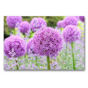 Premium Textil-Leinwand 90 x 60 cm Quer-Format Allium Globemaster | Wandbild, HD-Bild auf Keilrahmen, Fertigbild auf hochwertigem Vlies, Leinwanddruck von Gisela Kruse